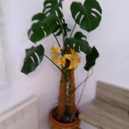 Marita * Spalato